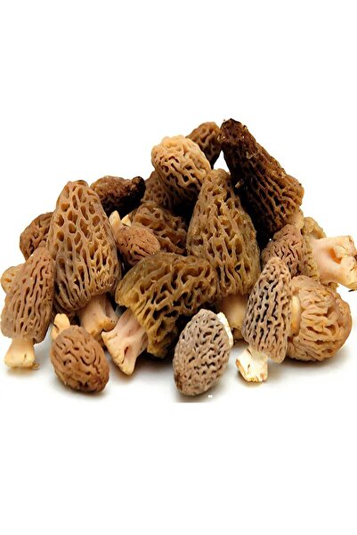 tohumcu kikizade 5.000 Adet Kuzu Göbeği Mantarı Tohumu