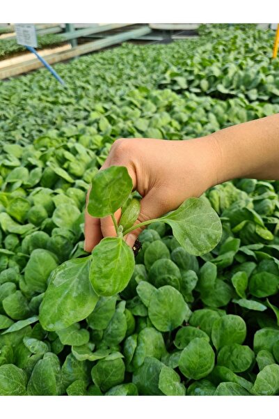 biolifefide Topan Patlıcan Fidesi Yerli Tohum 10 Adet, Mor Cin Biber Fidesi 1...