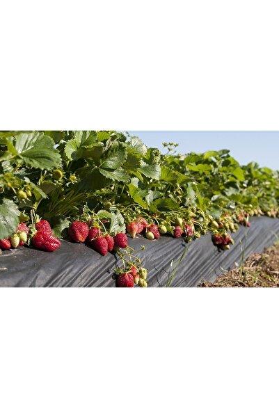 ÇİÇEKLİFE 100 Adet Monterey Çilek Fidanı Açık Kök Ve Taze Söküm ( Frigo )