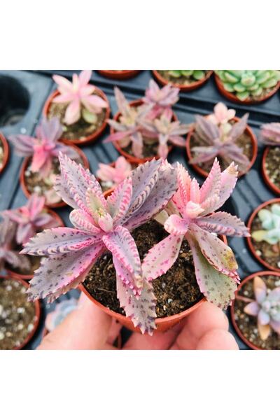SUKULENTİSTANBUL Pembe Aşkın Gözyaşı -kalanchoe Pink Butterflies Çift Köklü 5...