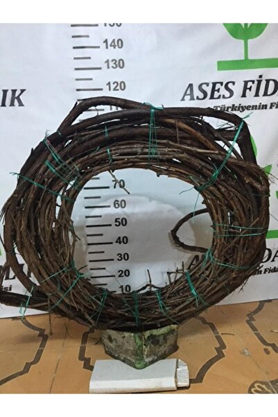 ASES 7-8 Metre Yediveren Beyaz Üzüm Fidanı(sınırlı Stok)