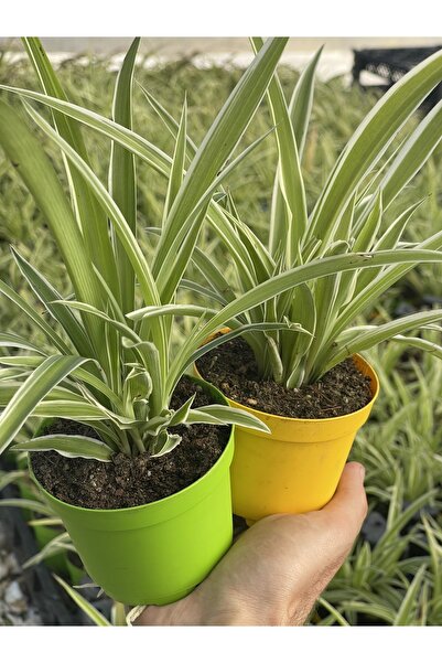 FİDAN PAZARI Chlorophytum Comosum Kurdele Çiçeği
