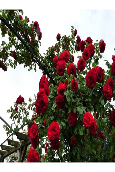 MERT TARIM 1 Adet Aşılı Gül Fidanı Kadife Kırmızı Sarmaşık Açık Kök 50-80 Cm ...