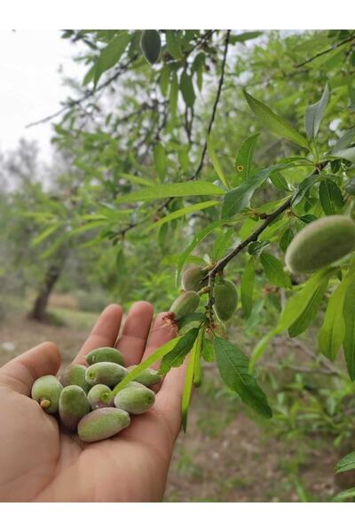 Akdeniz Toprağı Taze Antalya Badem Çağlası 500 gr