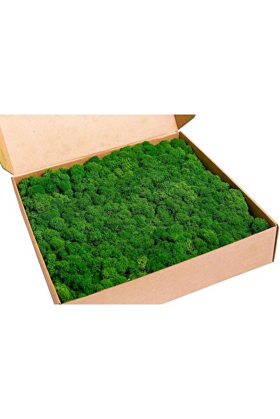 trendbahce Reindeer Moss Forest Green Şoklanmış Ithal Norveç Yosunu 4 Kg