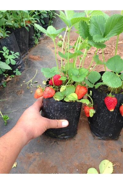 YAĞMUR BOTANİK Çilek Fidesi Yediveren 5 Adet Tüplü