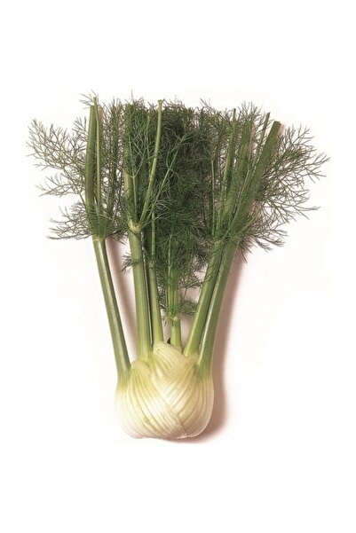Erüst Fençel Rezene (fennel) 3lü Paket