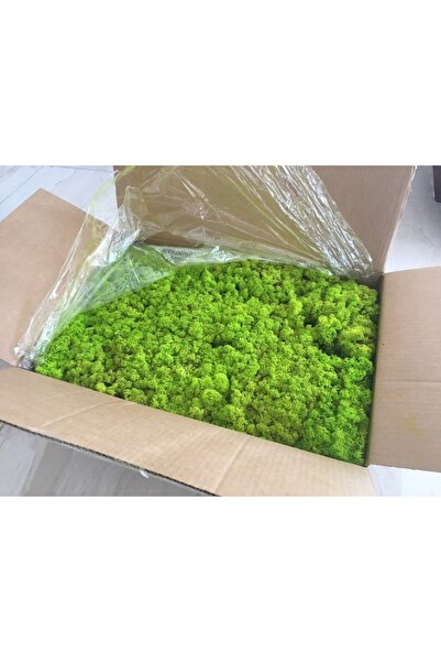 trendbahce Reindeer Moss Lime Green Şoklanmış Norveç Ithal Yosunu 4 Kg