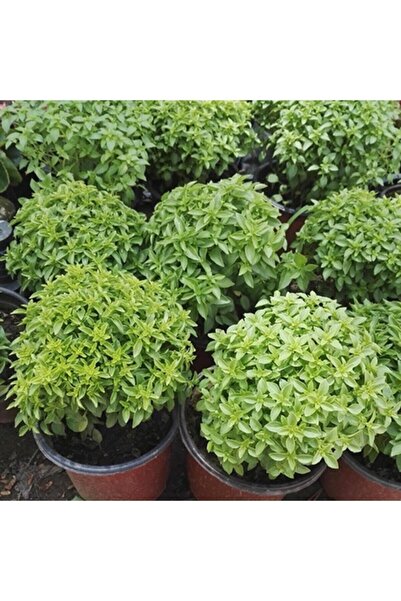 YAĞMUR BOTANİK Fesleğen Saksılı 10 cm