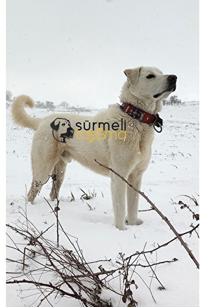 Sürmeli Tasma Deri Kangal Köpek Tasması Çoban 2 Zilli