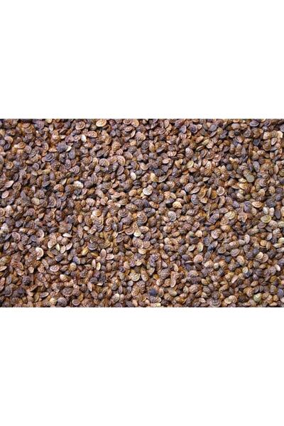 Trendyapimarket Korunga Tohumu 5 Kg.