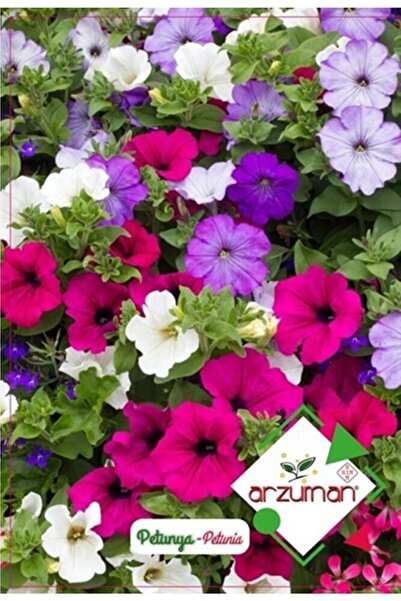 Arzuman Süs Bitki Petunya Çiçek Tohumu