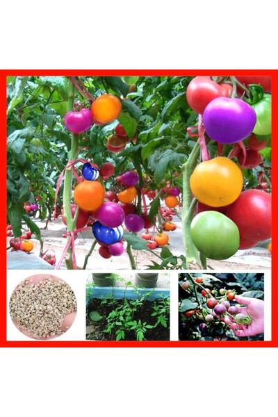 Murat Tohumculuk Gökkuşağı Cherry Domates Tohumu Regarenk Domates Tohumu 10 A...