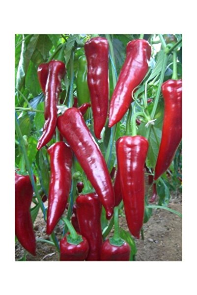 Tohumcumm Acı Kırmızı Kapya Biberi Tohumu 25 Adet Tohum Kapya Biber Tohumu