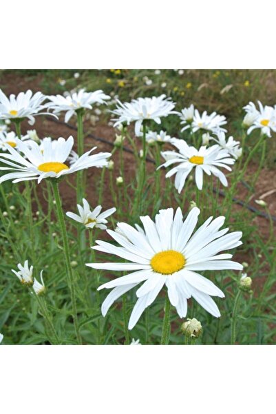 Tohumcumm 20 Adet Tohum Papatya Tohumu Dev Papatya Tohumu