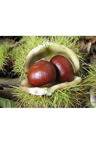 taşkar peyzaj Anadolu Kestane Fidanı  2 Yaş -Tüplü  80-120 cm