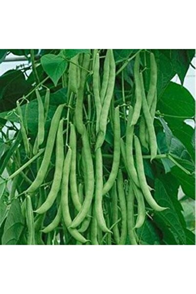 Bursa Tohumculuk Platinbahce Fasulye Çalı Sırık Tohumu Paket 25 Gr.