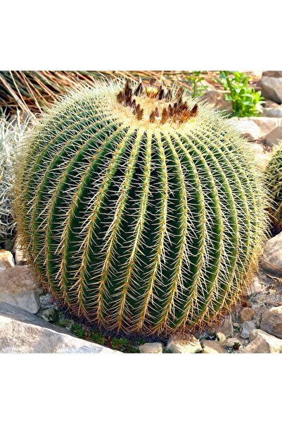 Genel Markalar Ekino kaktüs altın varil tohumu echinocactus grusonii
