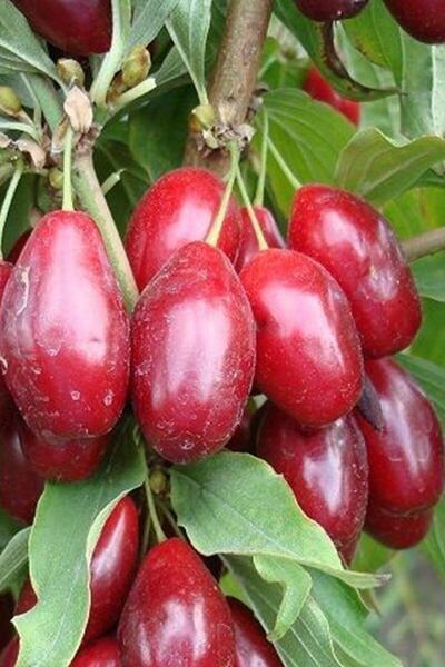 Genel Markalar Kızılcık Fidanı Tüplü 60 Cm (çelik)