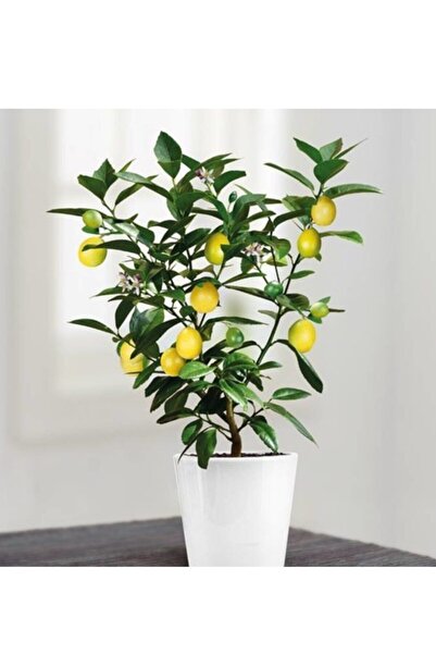 Murat Tohumculuk Bodur Bonsai Limon Ağacı Tohumu Ekim Seti 5 Adet Tohum + Sak...