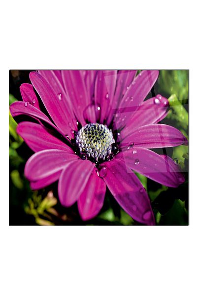 Olinpa 60X52 cm Glass Stove Back Protector Countertop Built-In Back Protector |   Flower