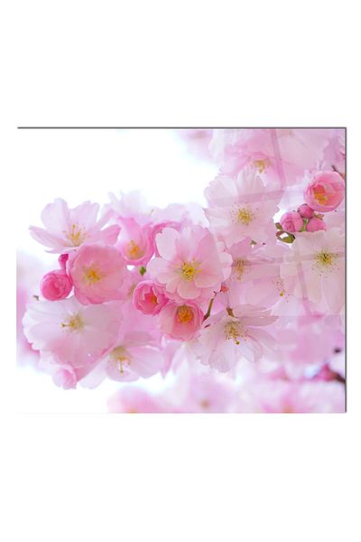 Olinpa 50X50 cm Glass Stove Back Protector Countertop Built-In Back Protector |   Apricot Flower