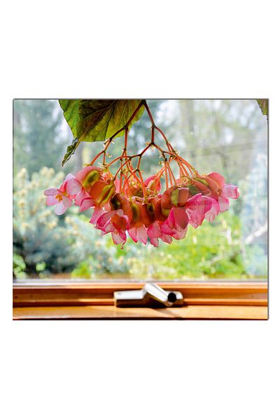 Olinpa 60X52 cm Glass Stove Back Protector Countertop Built-In Back Protector |   Window and Flowers