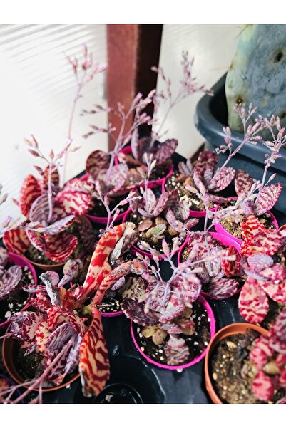 Kalanchoe Humilis Desert Surprise Specialty
