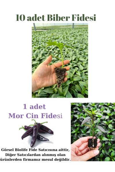 biolifefide Tatlı Kıl Biber Fidesi Yerli Tohum 10 Adet, Mor Cin Biber Fidesi ...