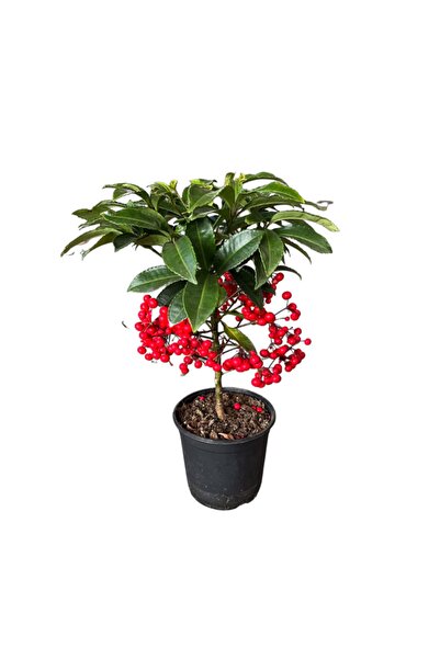 Betonish Ardisia Crenata (Ateş Kirazı)