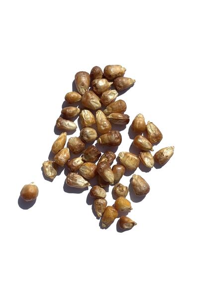 TAZEM KURUYEMİŞ Mısır Kavurgası 500 G