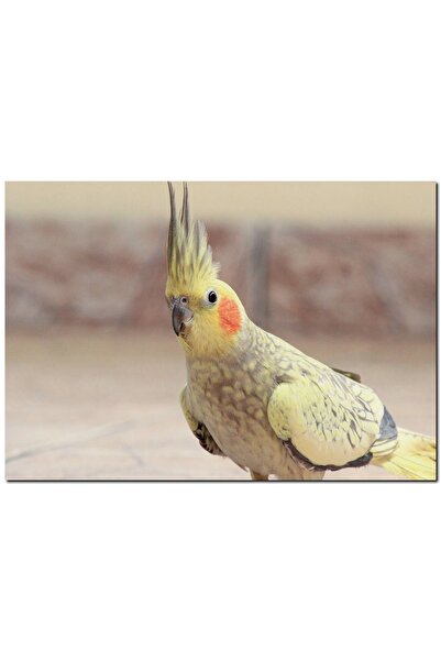 Cakatablo Sevimli Sarı Kakadu Papağanı (35x50 Cm Boyut)