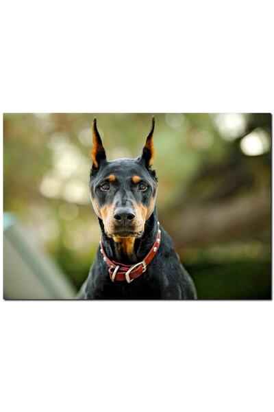 Cakatablo Kırmızı Tasmalı Doberman Flu Arkaplan (25x35 Cm Boyut)