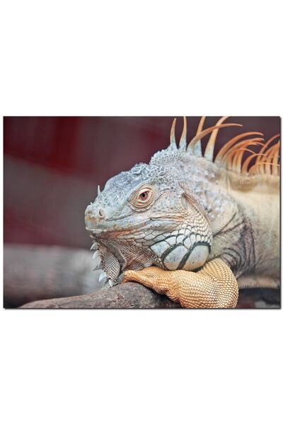 Cakatablo Dal Üzerinde Dinlenen Dev Kertenkele (35x50 Cm Boyut)