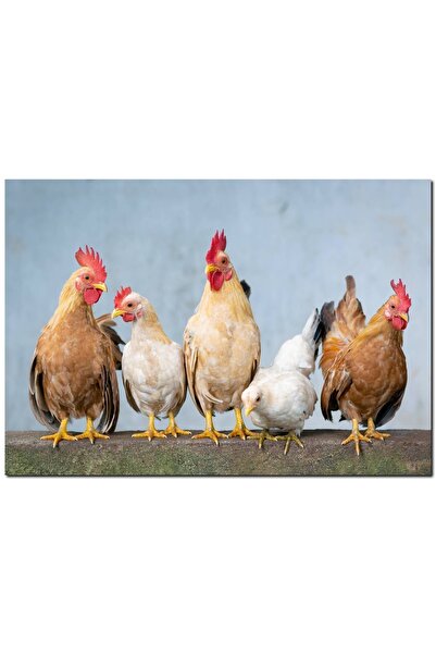 Cakatablo Brown White Chickens Above the Wall (35X50 cm Size)