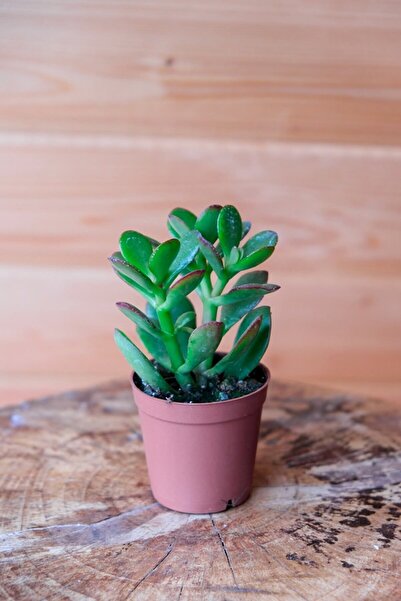 serada decor & plant 1 Adet Para Çiçeği Crassula Ovata Yeşil-kırmızı Renkli K...