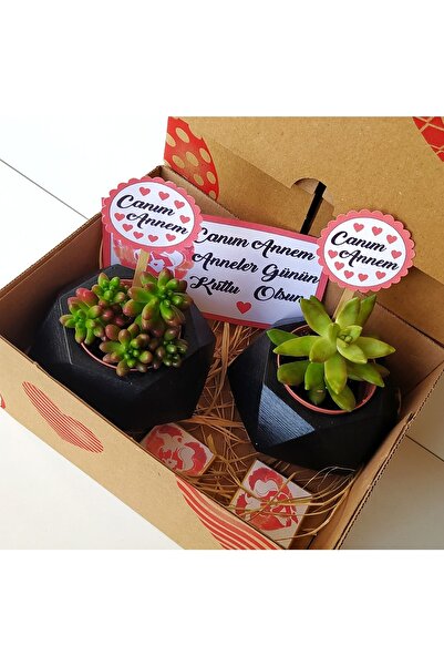 ORGANİZASYON HEDİYEM Anneler Gününe Özel Ikili Canlı Çiçek Sukulent Geometrik...