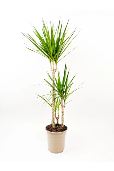 GoldLotus Dracena Marginata 2'li Madagaskar Dragon Ağacı 2'li 80-100 Cm