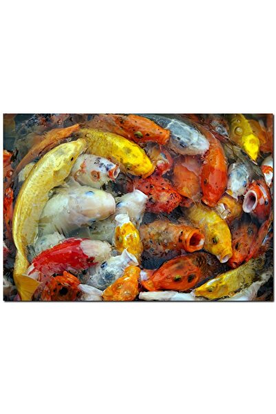 Cakatablo Beslenmek Için Bekleyen Koi Balıkları (35x50 Cm Boyut)