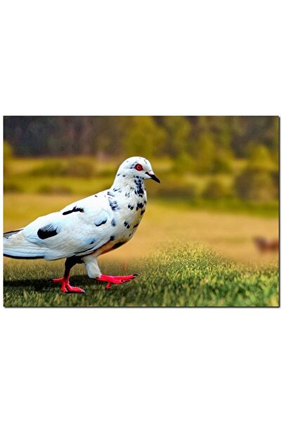 Cakatablo حمامة بيضاء ذات مربعات ذات قدم حمراء (مقاس 35 × 50 سم)