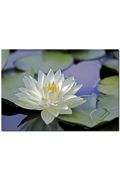 Cakatablo Λουλούδια και φύλλα νούφαρου στη λίμνη (Μέγεθος 25x35 εκ.)