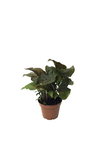 Betonish Syngonium Podophyllum 'Maria Allusion' (Melek Kanadı Çiçeği)