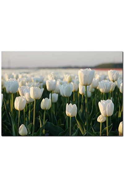 Cakatablo Λευκές τουλίπες στην ανατολή του ηλίου (Μέγεθος 25x35 εκ.)