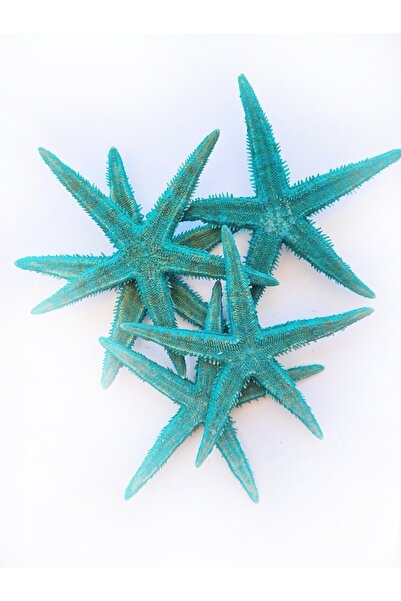 evinizdeki okyanus esintisi turkuaz hediyelik Gerçek Deniz Yıldızı 10-11 Cm-t...