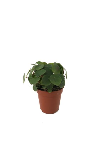 Betonish Peperomia Polybotrya (YAĞMUR DAMLASI BİTKİSİ)