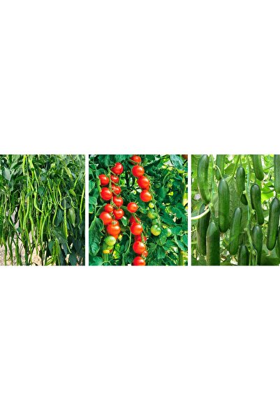 GARDENYA TOHUMCULUK 5'er Adet Cherry Domates-salatalık-kıl Biber Fidesi (kahv...