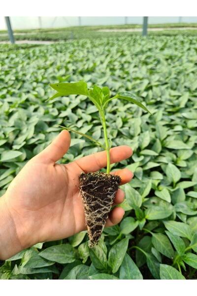 GoldLotus Üçburun Biber Fidesi (kokteyl) F1 1. Kalite 50 Adet