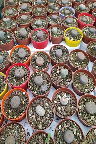 öykü avm Lithops Taş Kaktüs