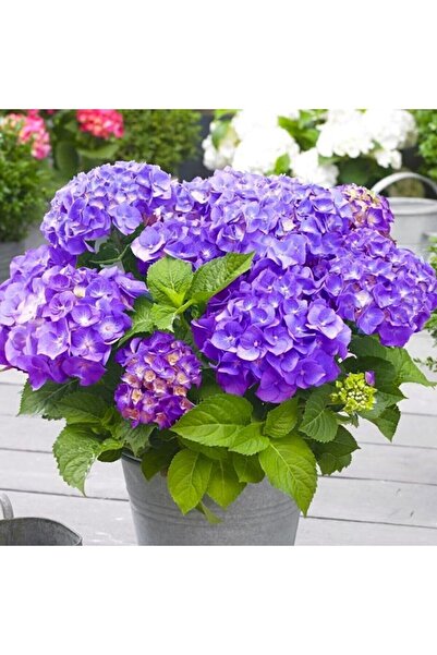 Purple Hydrangea Flower Seedling with Grafted Tube