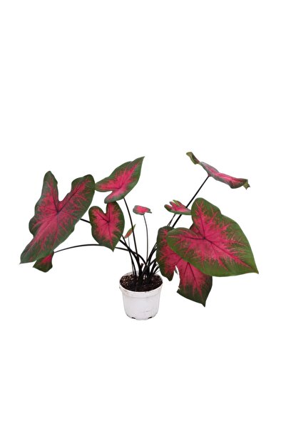 Caladium 'Postman Joyner' (Kaladyum Çiçeği)